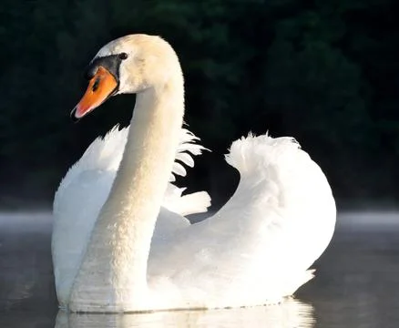 Swan  Stock Photos