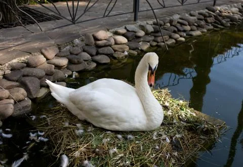 Swan Stock Photos