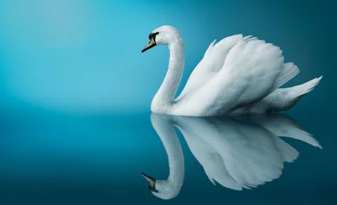 Swan Stock Photos