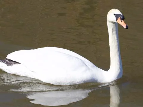 Swan Stock Photos