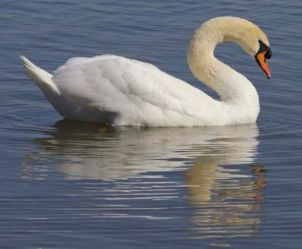 Swan Foto stock