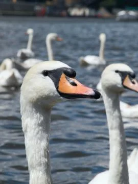 Swan Stock Photos