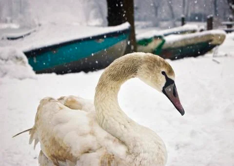 Swan Foto stock