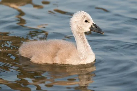 Swan Stock Photos