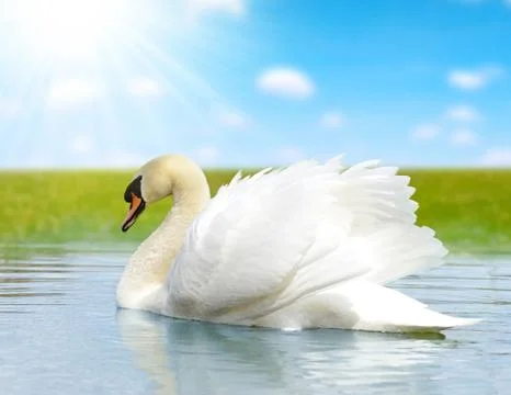 Swan Foto stock