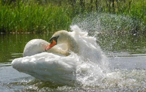 Swan Stock Photos