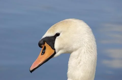 Swan Stock Photos