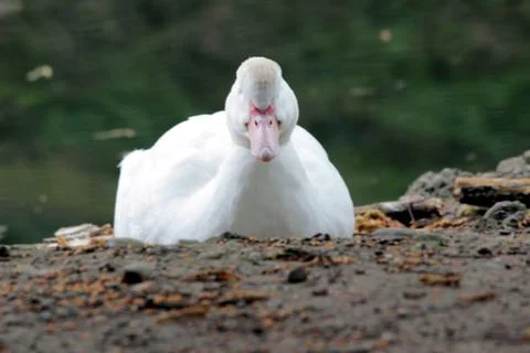 Swan Stock Photos