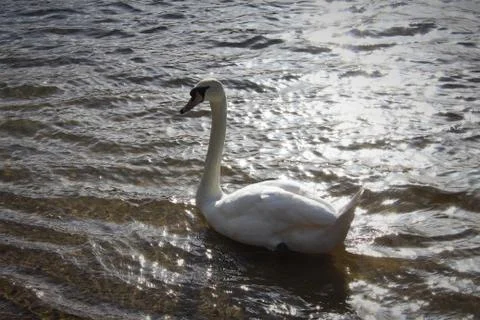 Swan Stock Photos