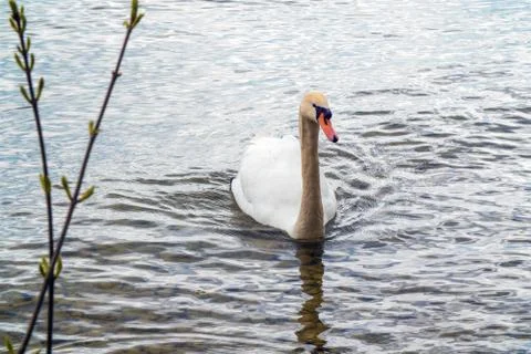 Swan Stock Photos