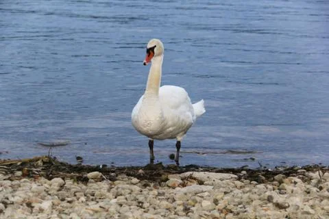 Swan Stock Photos