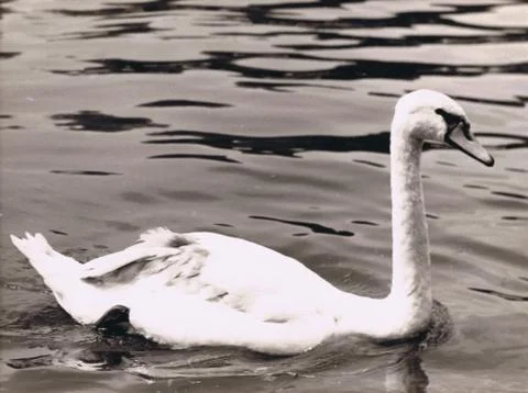 Swan Stock Photos