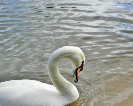 Swan Foto stock