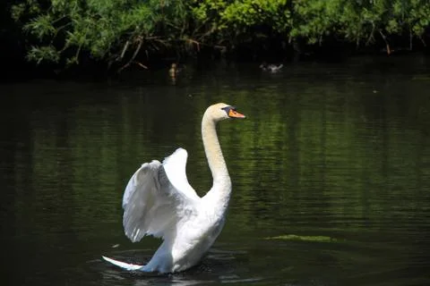 Swan 写真素材