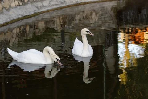 Swan Stock Photos