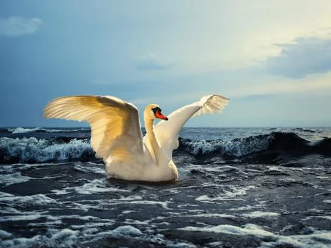 Swan Stock Photos