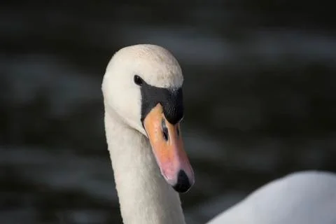 Swan Stock Photos