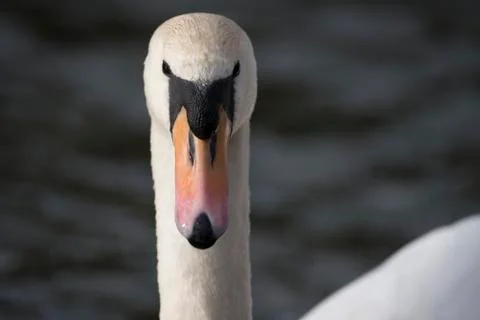 Swan Stock Photos