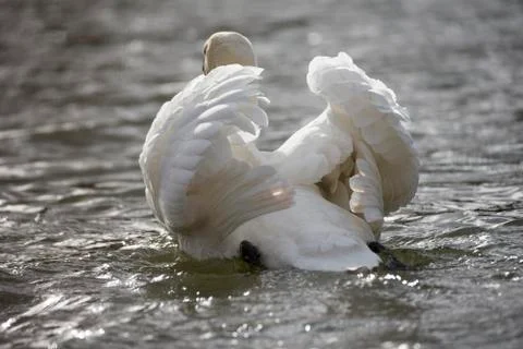 Swan Stock Photos