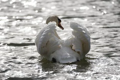 Swan Stock Photos