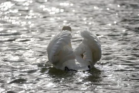 Swan Stock Photos