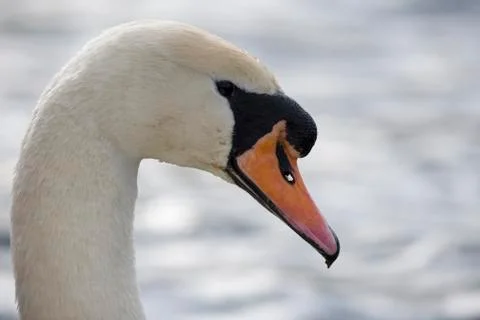 Swan Stock Photos