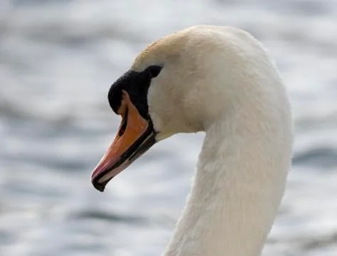 Swan Stock Photos