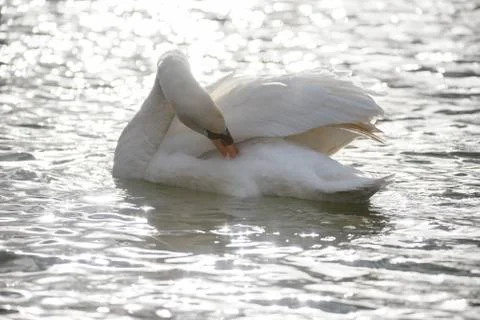 Swan Stock Photos