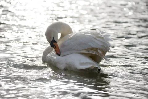 Swan Stock Photos