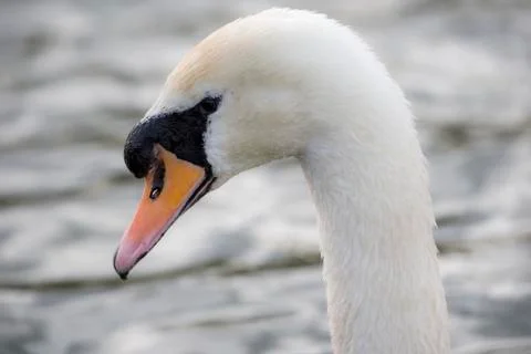 Swan Stock Photos