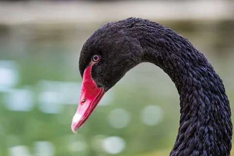 Swan Foto stock