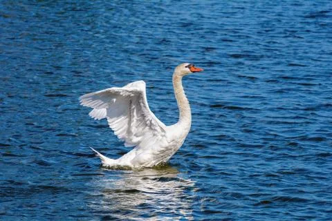 Swan Stock Photos