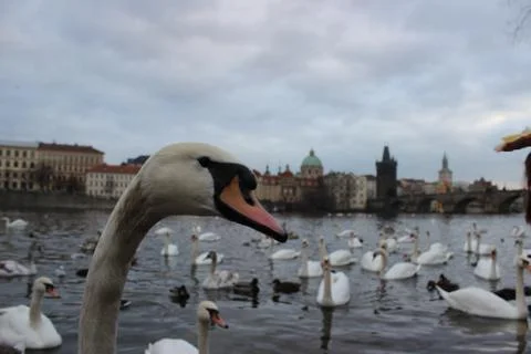 Swan Stock Photos