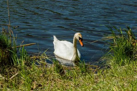 Swan Foto stock