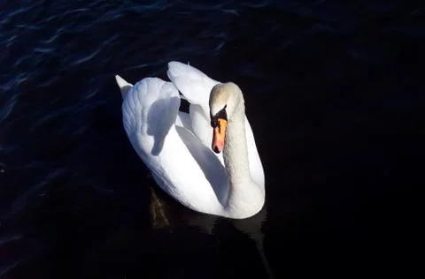 Swan Stock Photos