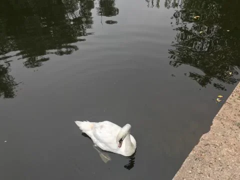 Swan Stock Photos