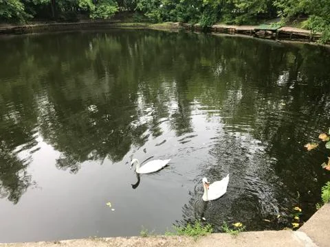 Swan Stock Photos