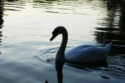 Swan Foto stock