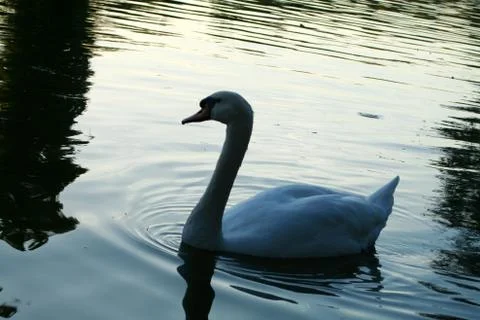 Swan Foto stock