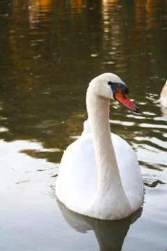 Swan Foto stock