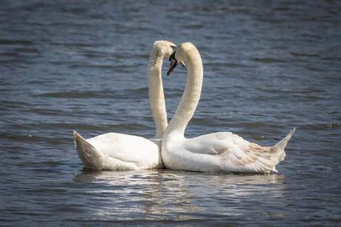 Swan Foto stock