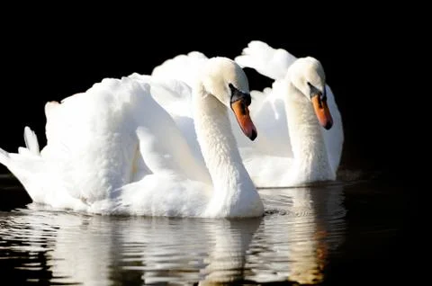 Swan Foto stock