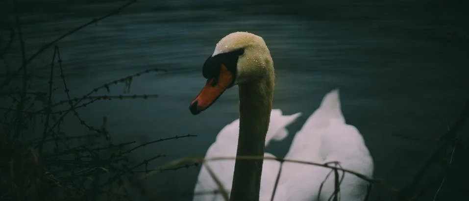 Swan Foto stock