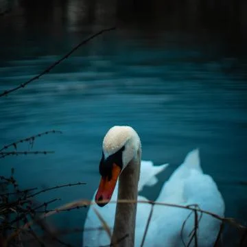 Swan Foto stock
