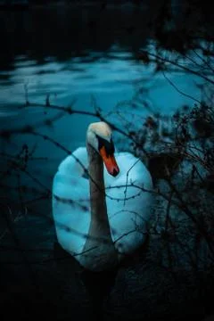 Swan Foto stock