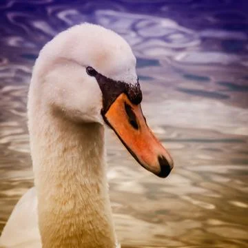 Swan Stock Photos