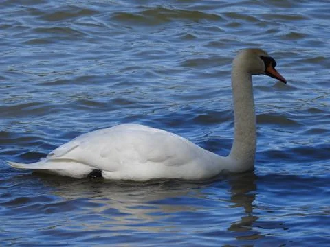 Swan Stock Photos