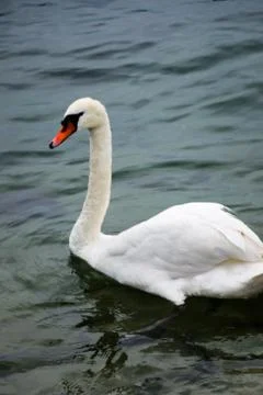 Swan Stock Photos