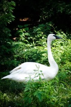 Swan Stock Photos