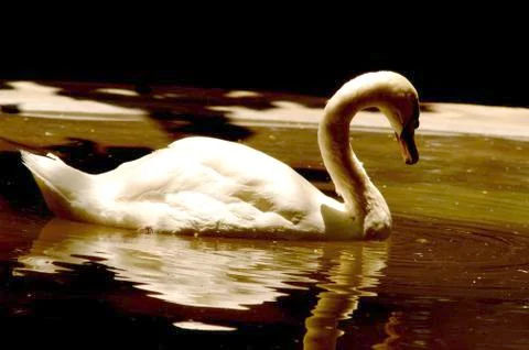 Swan Stock Photos